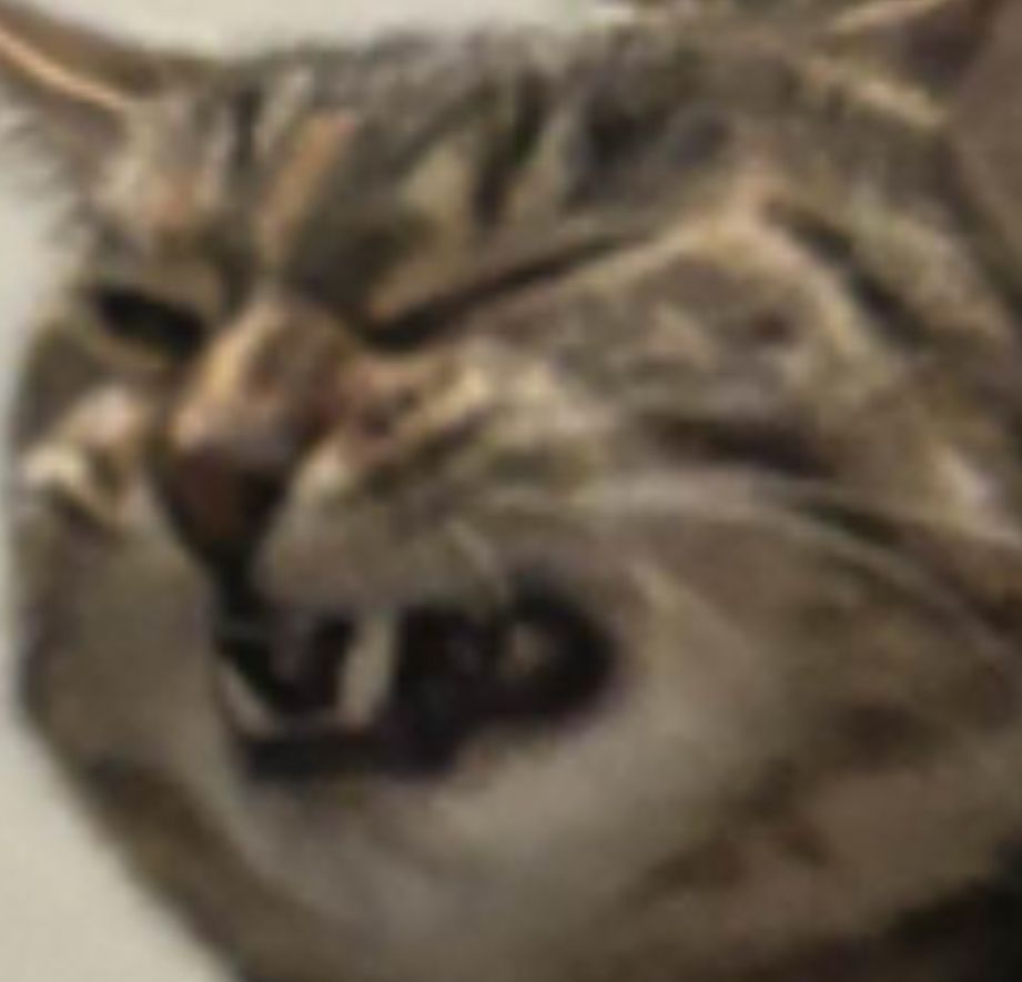 Close up picture of Baja Blast, a tabby cat, mid sneeze