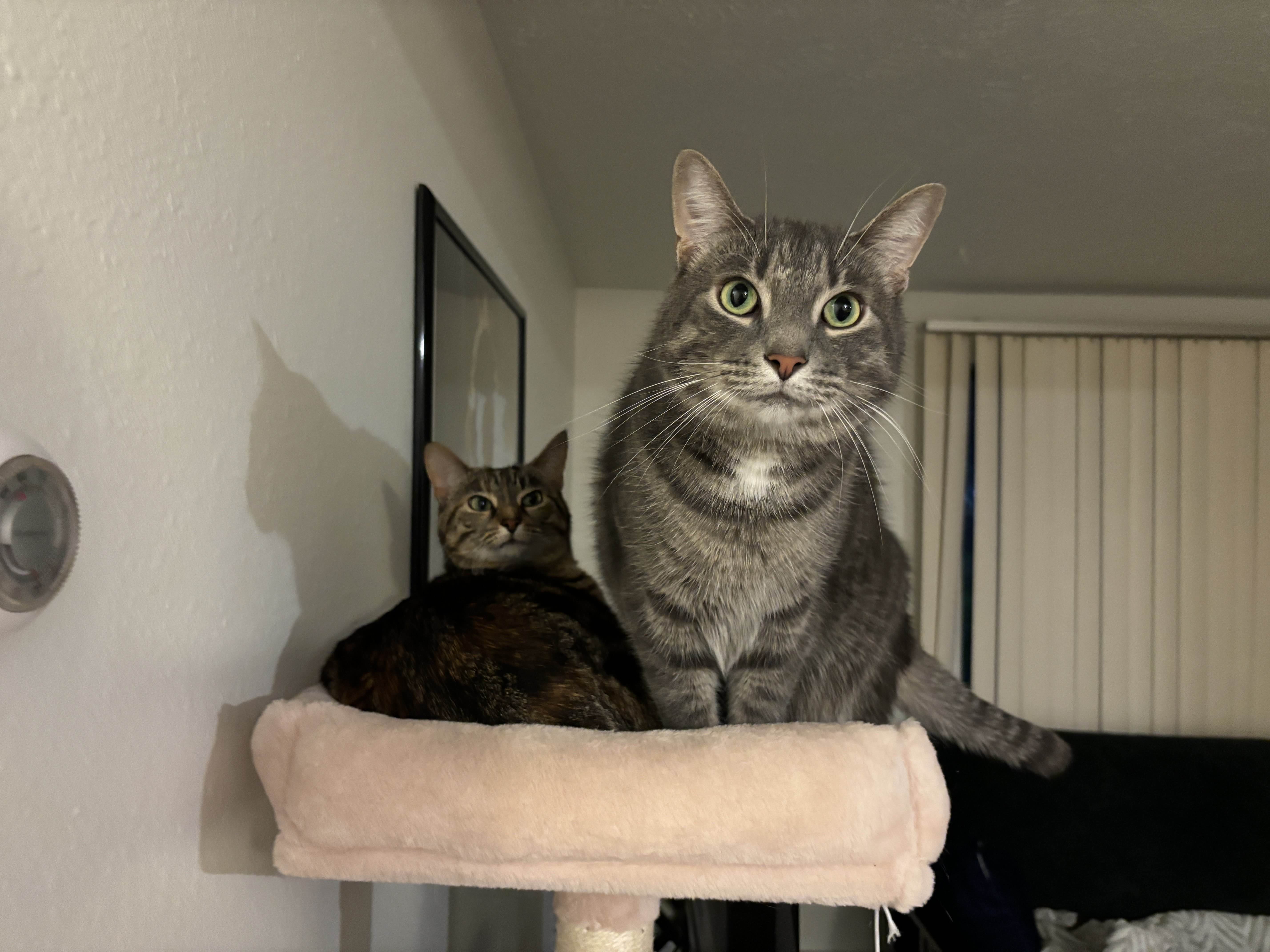A picture of Paperclips and Baja Blast, 2 tabby cats hanging out on a cat tree.
