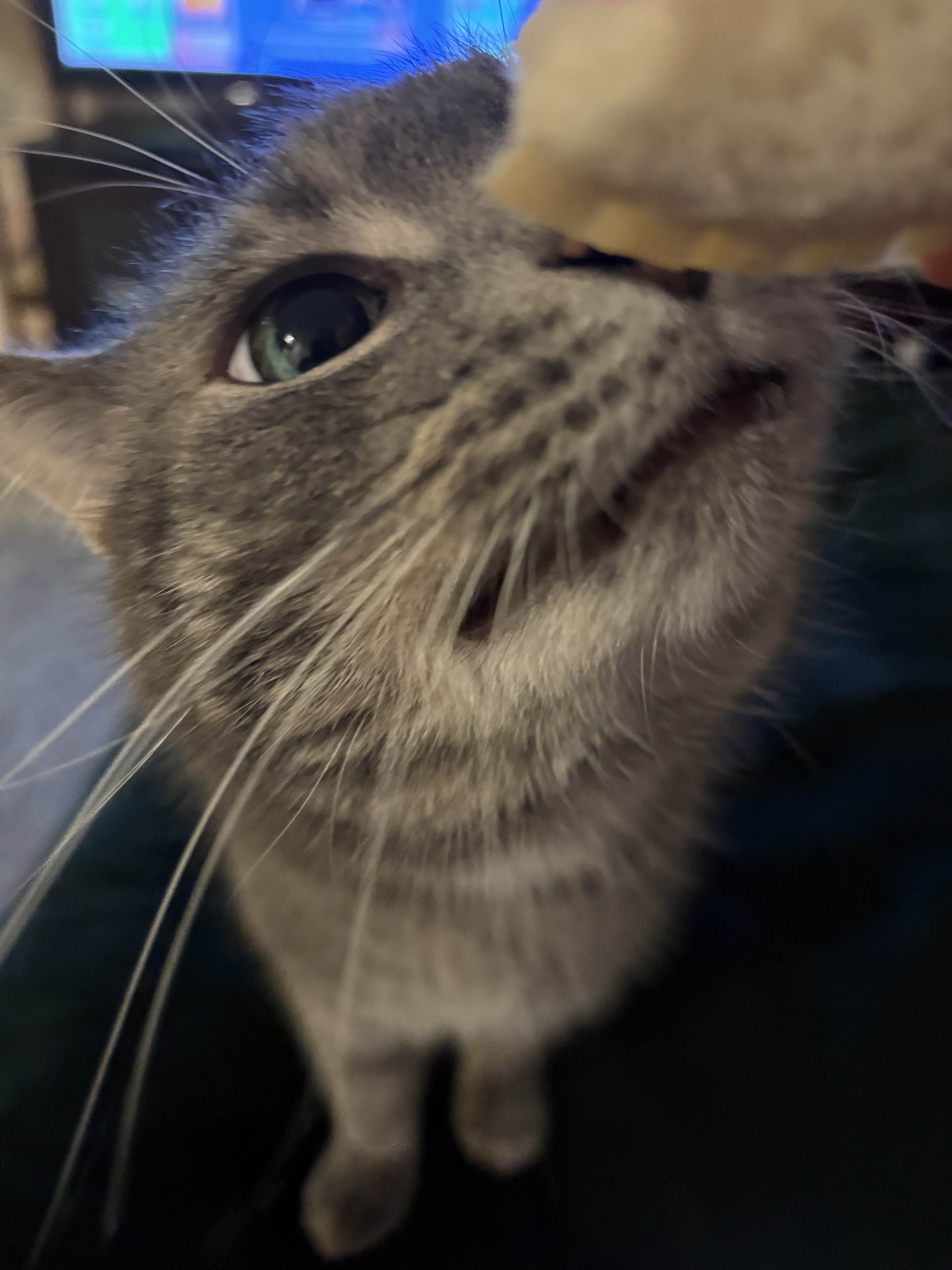A picture of Paperclips, a gray tabby cat, sniffing an uncrustable sandwich