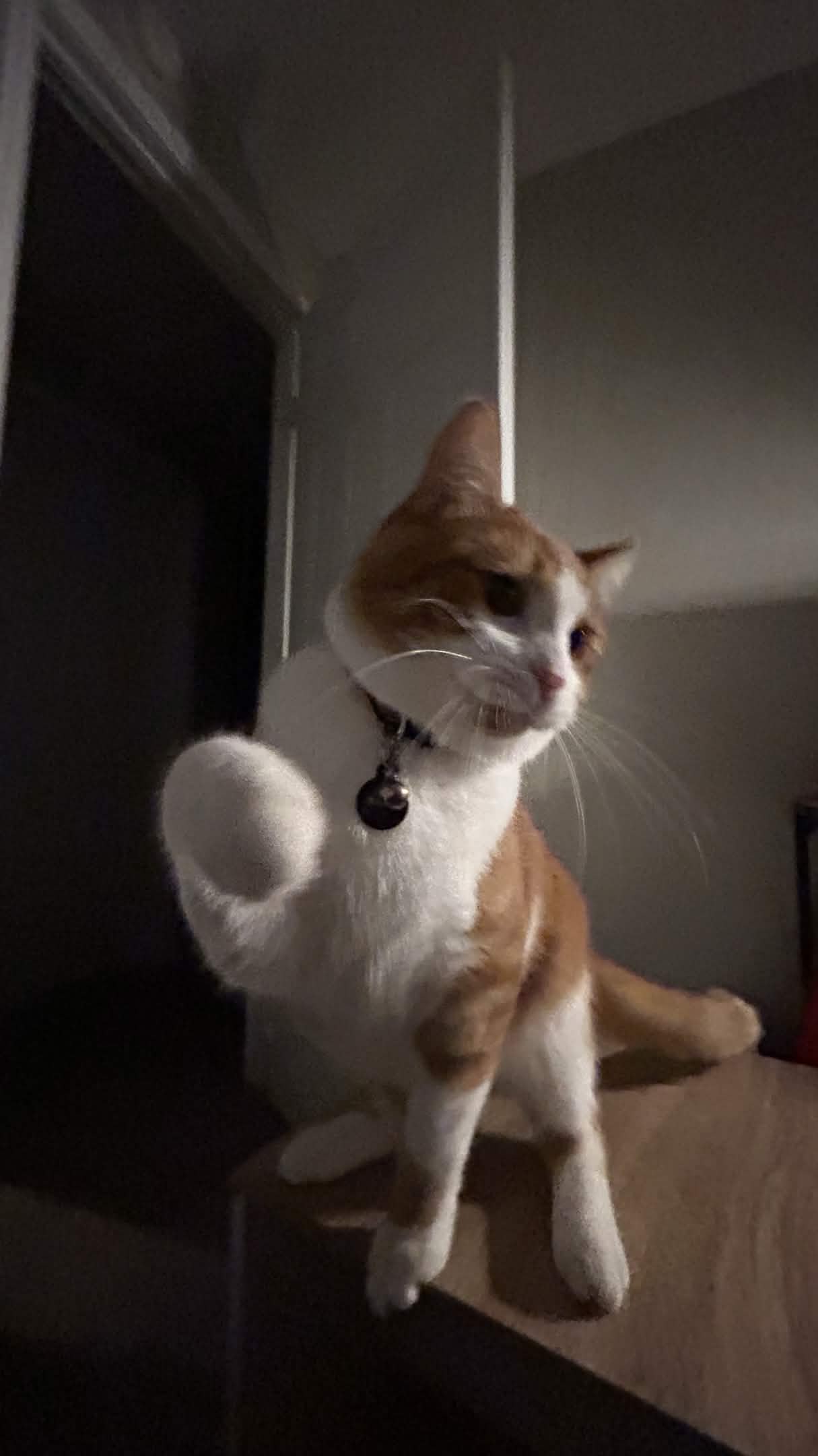 A white and orange cat named Poncho doing a pose with his paw lifted