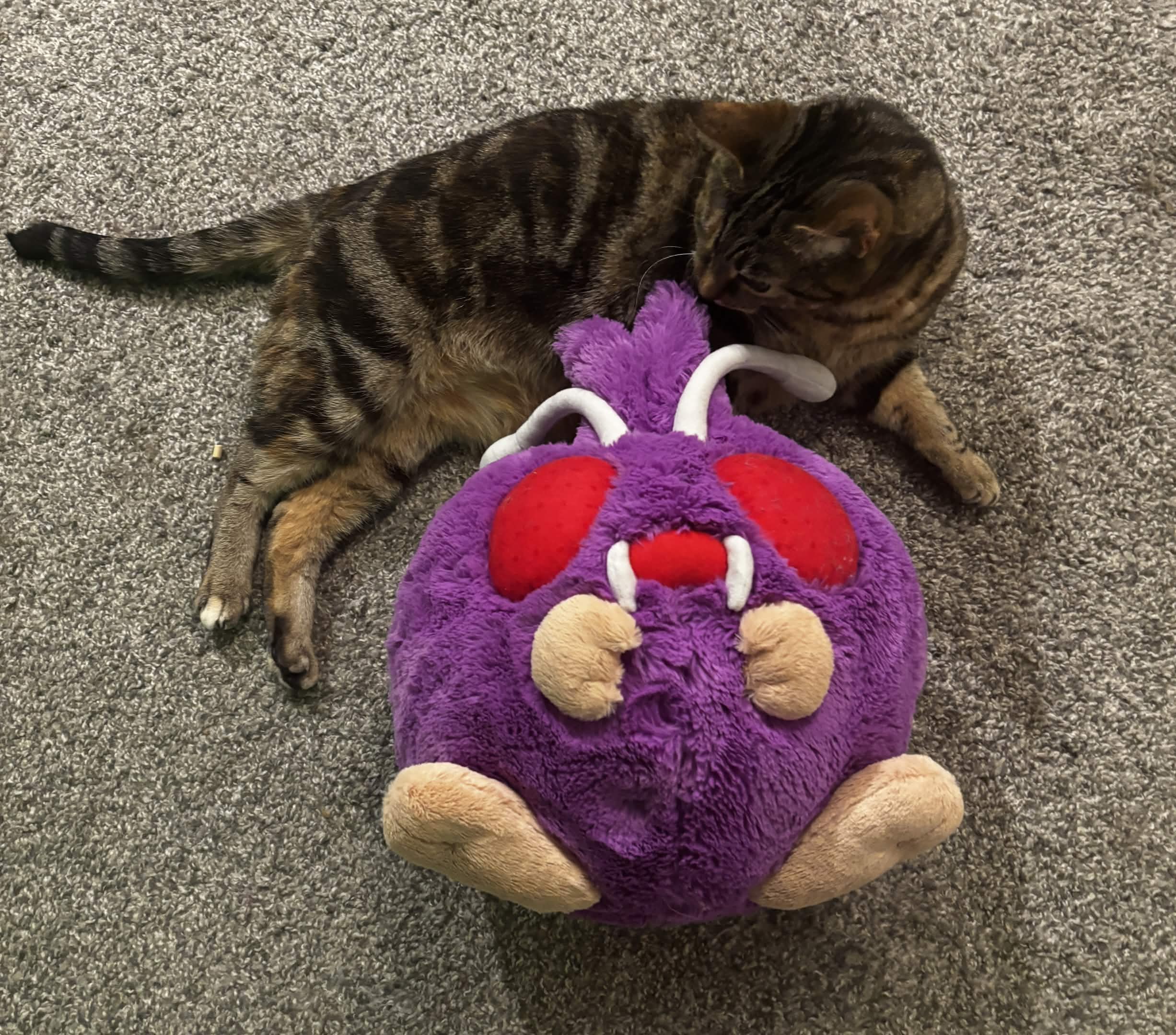 Baja Blast, a tabby cat, laying on carpet with a plush of the Pokemon Venonat