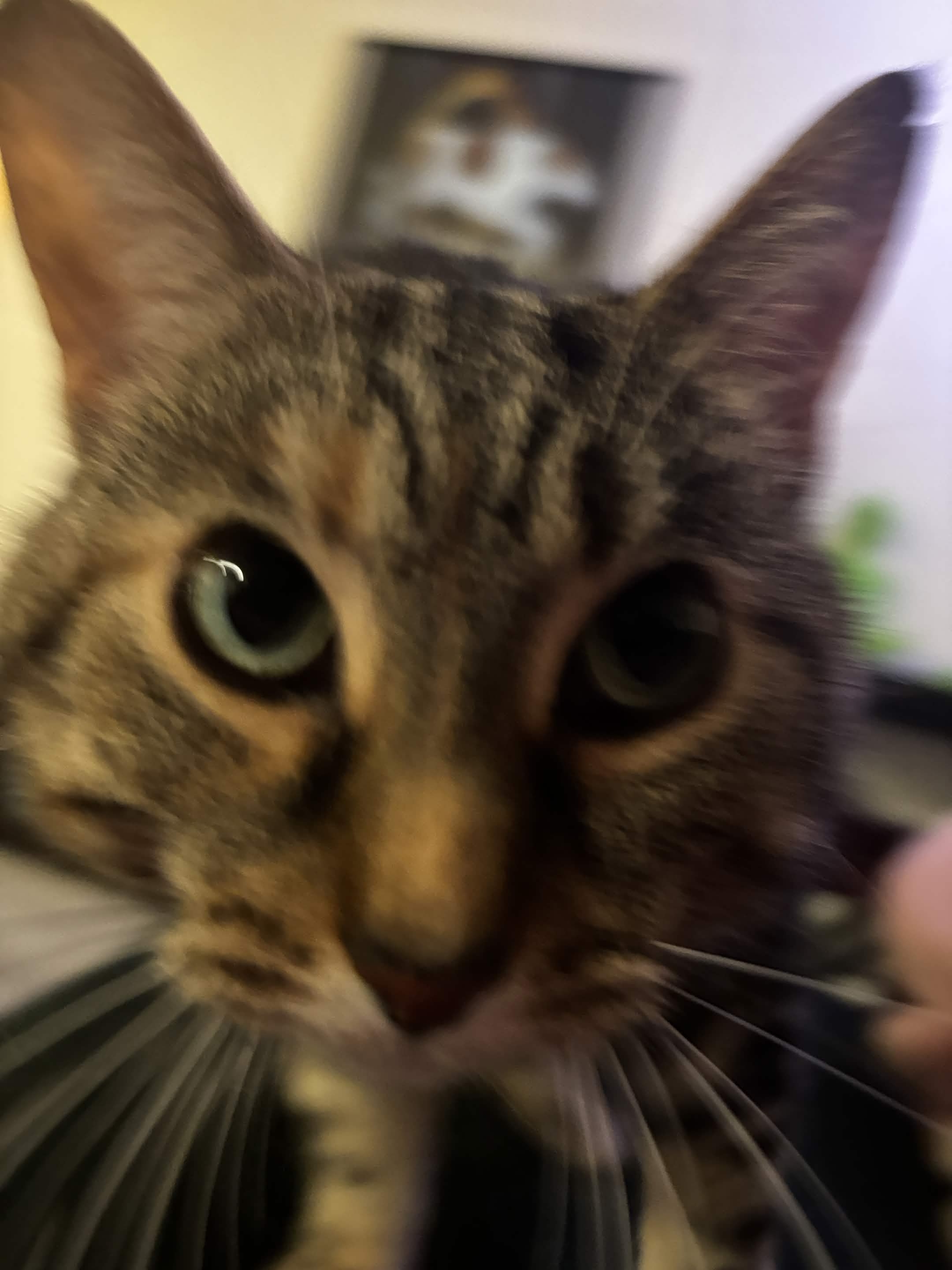 A very close up photo of Baja Blast, a tabby cat.